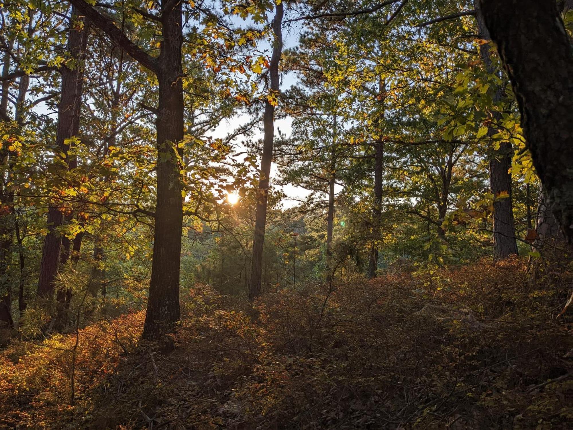 Loblolly Pines Adventure Cabin 4 King Eureka Springs Εξωτερικό φωτογραφία